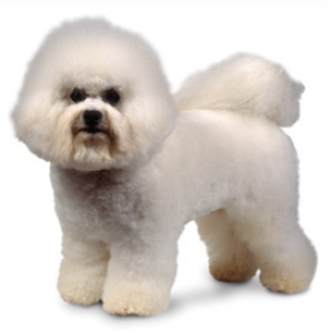 bichon-frise.png